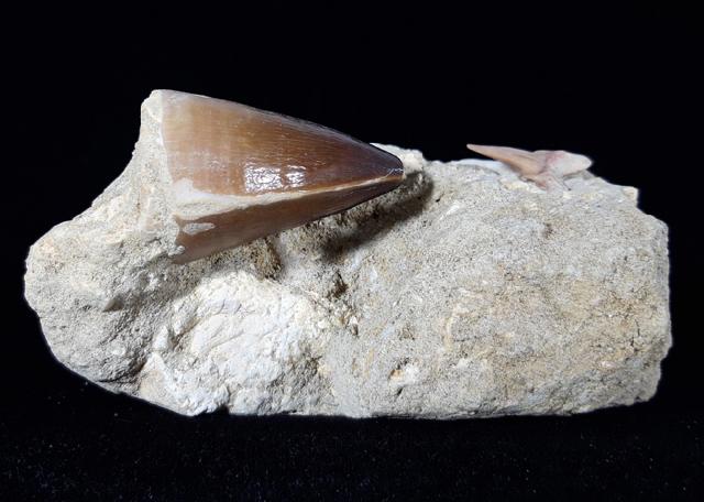 Mosasaurus beaugei ARAMBOURG 1952 & Haizahn non det. - Bild © FossNet FossilienStore